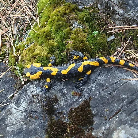 Lodge Chalupa Salamandra Lipovce
